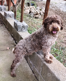Lagotto Romagnolo