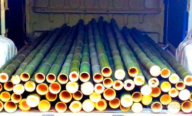 Bambù - canne di bambu
