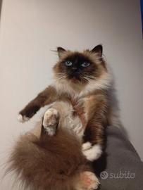 Sacro di Birmania femmina