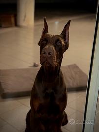 Doberman 10 mesi Maschio. Pedigree. PRIDE OF RUSSI