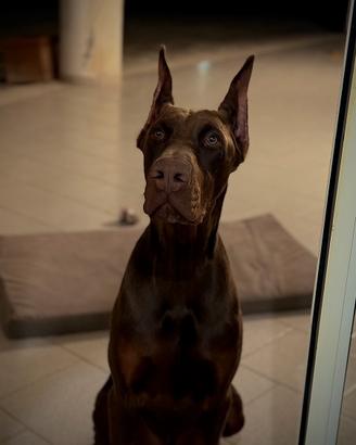 Doberman 10 mesi Maschio. Pedigree. PRIDE OF RUSSI