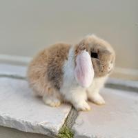 Coniglietti ariete nano miniloop