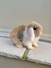 Coniglietti ariete nano miniloop