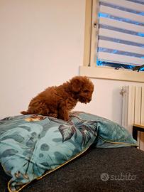 Cucciola mini Toy, Tea cup, 2 mesi, colore rosso