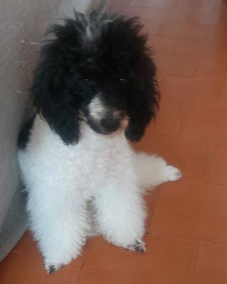 Barbone altro colore