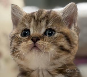 Cuccioli di british shorthair