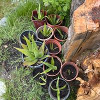 Aloe Vera