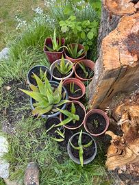 Aloe Vera