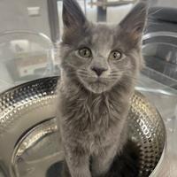 Cuccioli Maine coon