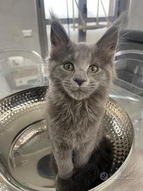 Cuccioli Maine coon