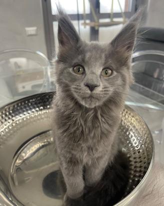 Cuccioli Maine coon