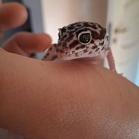 Geco leopardino mack snow