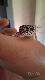 Geco leopardino mack snow