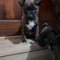 Cucciole originali. Genitori visibili