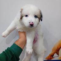 Cucciola border collie