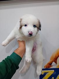 Cucciola border collie