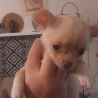 Chihuahua maschio ultimo cucciolo disponibile