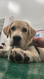 Ares- labrador retriever