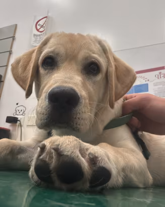 Ares- labrador retriever