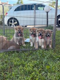 Akita Inu