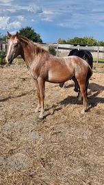 Cavallo appaloosa
