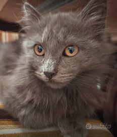 Cucciolo maine coon
