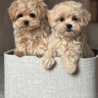 Cucciolo Maltipoo particolor toy
