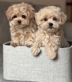 Cucciolo Maltipoo particolor toy