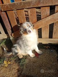 Cuccioli Pastore australiano