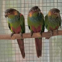 Pappagalli pyrrhura Cruentata