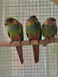 Pappagalli pyrrhura Cruentata