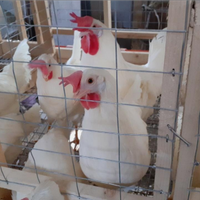 Galline livornesi da uova