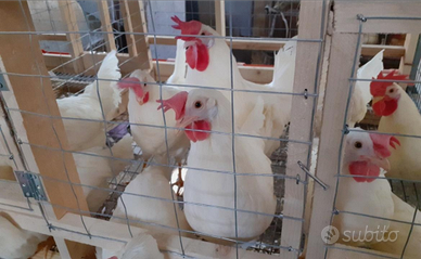 Galline livornesi da uova