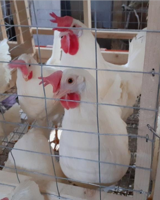 Galline livornesi da uova