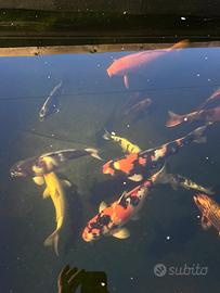 Carpe koi
