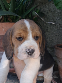 Ultimo maschietto di beagle con pedegree