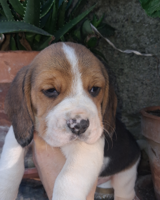 Beagle con pedegree