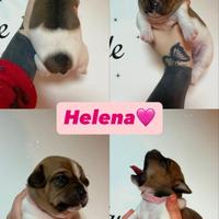 Cucciola di jack russell