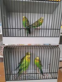 5 cocoriti maschi adulti