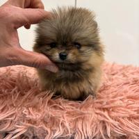 Cuccioli volpino pomerania