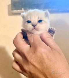 Gattini Scottish fold occhi blu