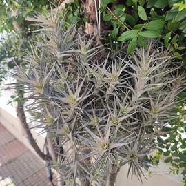 Tillandsia Bergeri