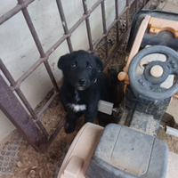 Cucciolo di cane