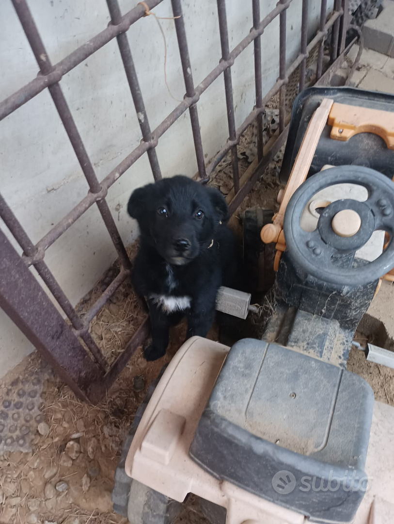 DV DESIGN Samoiedo, penna nera per cani, cuccioli, animali