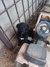 Cucciolo di cane