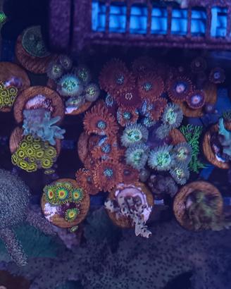 Coralli zoanthus
