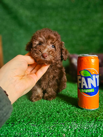 Cucciola di Barboncino Femminuccia Red Chocolate