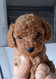 Barboncino toy femmina