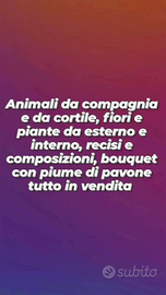 Piante fiori e animali