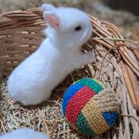 Coniglio nano super mini toy 1kg